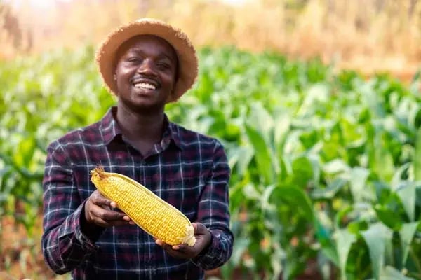 depositphotos_367798012-stock-photo-close-fresh-corn-holding-african